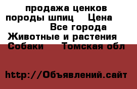 продажа ценков породы шпиц  › Цена ­ 35 000 - Все города Животные и растения » Собаки   . Томская обл.